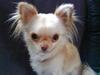 Chihuahua Nenah