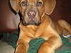 Dogue de bordeaux Kenzo