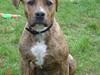 Amerikansk staffordshire terrier (RIP) Terkil 