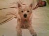 West highland white terrier Freya