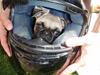 Mops Lola