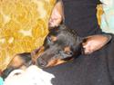 Dvaergpinscher Chung