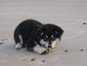 Finsk lapphund Wasikka