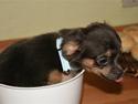 Chihuahua Carlo