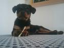 Rottweiler Biggi Smalls