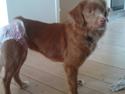 Nova scotia duck tolling retriever stalkers beauty (himmelhund)