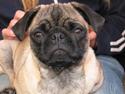 Mops Minnie - RIP 09.03.13