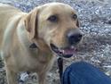 Labrador retriever Figgo