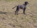 Labrador retriever tajson