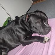 Staffordshire bull terrier Ruben R.I.P