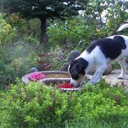 Blanding af racer Futte<3