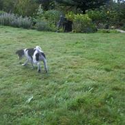 Blanding af racer Futte<3