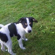 Blanding af racer Futte<3