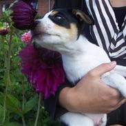 Blanding af racer Futte<3