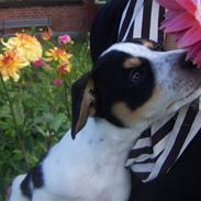 Blanding af racer Futte<3