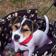Jack russell terrier siggi