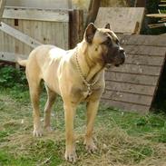 Dogo canario Timon
