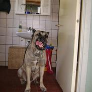 Dogo canario Timon