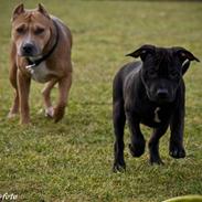 Staffordshire bull terrier Eddie