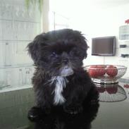 Shih tzu Tai -Fu