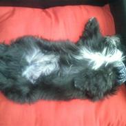 Shih tzu Tai -Fu