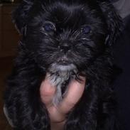 Shih tzu Tai -Fu