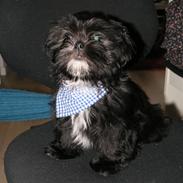Shih tzu Tai -Fu