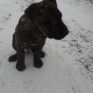 Mallorca Mastiff / Ca de Bou Bonzo