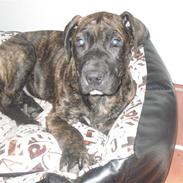 Mallorca Mastiff / Ca de Bou Bonzo