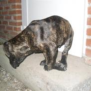 Mallorca Mastiff / Ca de Bou Bonzo