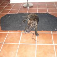 Mallorca Mastiff / Ca de Bou Bonzo