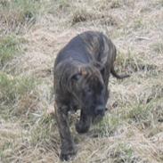 Mallorca Mastiff / Ca de Bou Bonzo