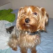 Yorkshire terrier lady