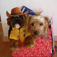 Yorkshire terrier lady