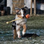 Australian shepherd Alamosa´s Anthony (Solo)