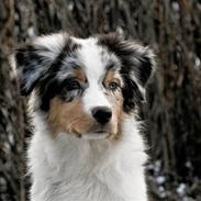 Australian shepherd Alamosa´s Anthony (Solo)