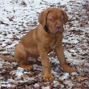 Dogue de bordeaux R.I.P. Kialixi's Ex kaldet Mads