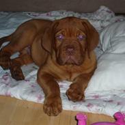 Dogue de bordeaux R.I.P. Kialixi's Ex kaldet Mads