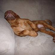 Dogue de bordeaux R.I.P. Kialixi's Ex kaldet Mads