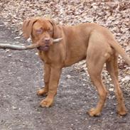 Dogue de bordeaux R.I.P. Kialixi's Ex kaldet Mads