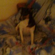 Blanding af racer Smutti