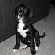 Blanding af racer Nelle