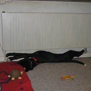 Blanding af racer Nelle