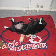 Blanding af racer Nelle