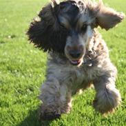 Cocker spaniel Pepsi