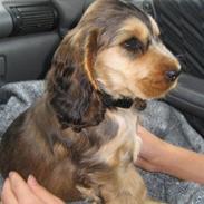 Cocker spaniel Pepsi