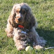 Cocker spaniel Pepsi