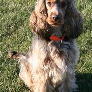 Cocker spaniel Pepsi