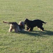 Cocker spaniel Pepsi