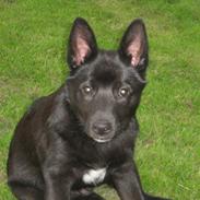 Norsk buhund Olav